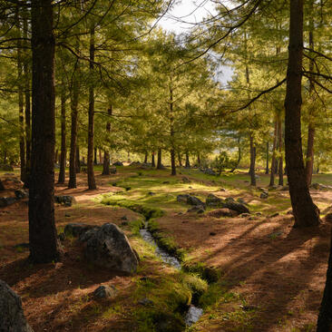 Amankora Bhutan's Paro lodge exterior framed by tall forest trees and moss-covered boulders.