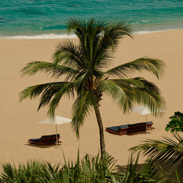 Palm tree and traditional boats on the sandy beach at Amanera, Dominican Republic.