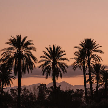 Palm trees silhouetted against a peachy sunset sky at Amanjena resort, Morocco.