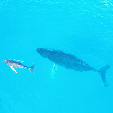 Whale swimming alongside a snorkeller in turquoise waters at Amanera resort.