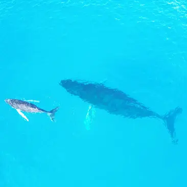 Whale swimming alongside a snorkeller in turquoise waters at Amanera resort.
