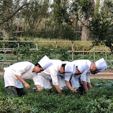 Chefs tending to an organic garden at Amanyangyun, China.