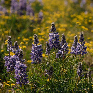 Purple wildflowers bloom amongst yellow flowers in Yellowstone National Park, viewed from Amangani.