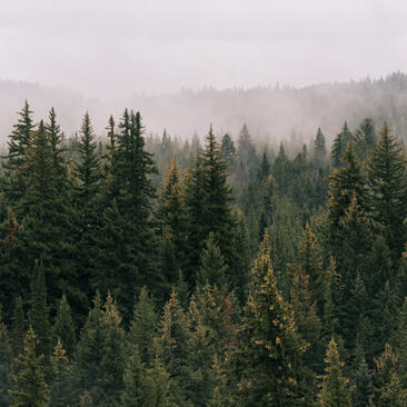 Forested mountainside at Amangani with mist rising through evergreen trees.