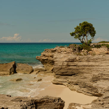 Solitary tree on rocky shoreline overlooking turquoise waters at Amanyara, Turks and Caicos.