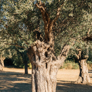 Ancient olive tree in the garden at Amanruya, with gnarled trunk and surrounding olive grove.