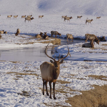 Elk herd in snowy landscape at Amangani, Jackson Hole, with antlered elk in foreground.