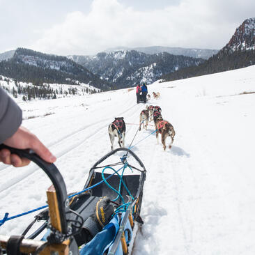 Sled dogs pulling across snowy landscape at Amangani, with snow-capped mountains in background.