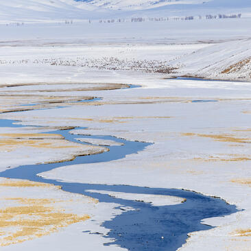 Aerial view of grazing elks and waterfowl near winding waterways at Amangani.