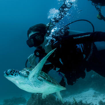 Plongeur tenant un requin au-dessus du récif corallien à Amanpulo, station balnéaire.