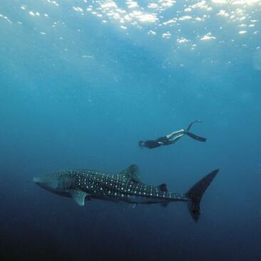 Snorkeller swimming alongside a whale shark in clear blue waters at Amanwana, Indonesia.