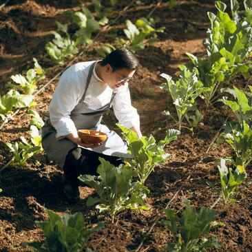 Staff member tending to vegetables in Amankora's organic kitchen garden in Thimphu.