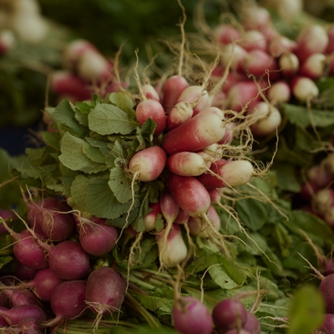Fresh radishes at a New York market stroll, showcasing local produce with vibrant red hues and green stems.