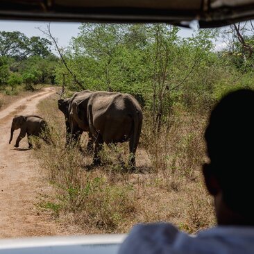 Amangalla, Sri Lanka – Experience, Udawalawe Elephant Safari Game Drive