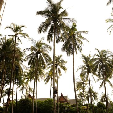 Palme di cocco alte che si innalzano nel cielo soleggiato ad Amanpuri resort, Tailandia.