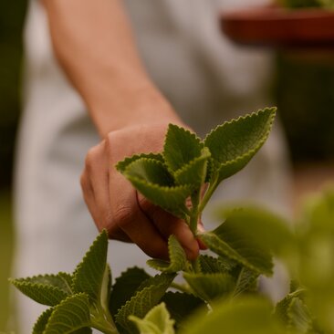Main tenant's hand holding fresh mint leaves at Amanera resort wellness garden.
