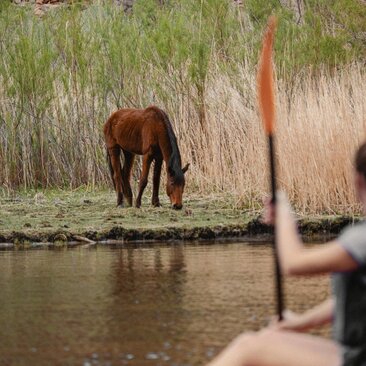 Horse grazing by the Colorado River at Amangiri resort, USA.