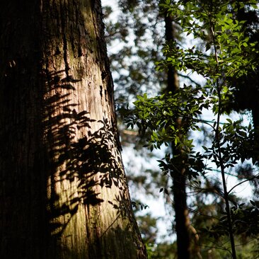 Tronco d'albero con muschio nella foresta di Kumano Kodo, Amanemu.