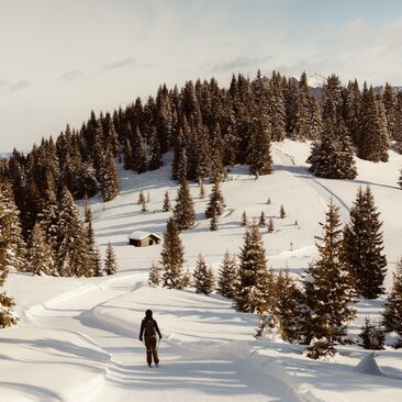 Skier descending snowy slopes surrounded by evergreen forest at Aman Rosa Alpina, Italy.