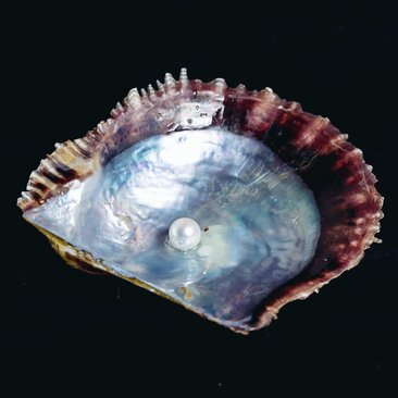 Ostra con perla coltivata, Amanemu resort.