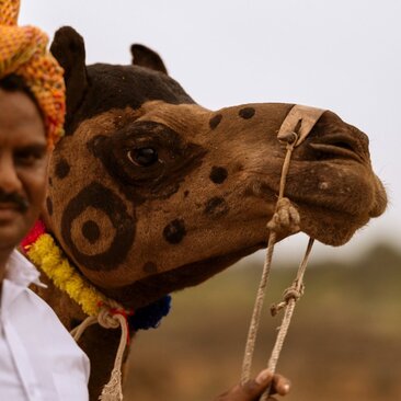 Camel with decorative saddle at Aman-i-Khas, India.