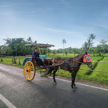 Horse-drawn andong cart on a rural road at Amanjiwo, Indonesia.