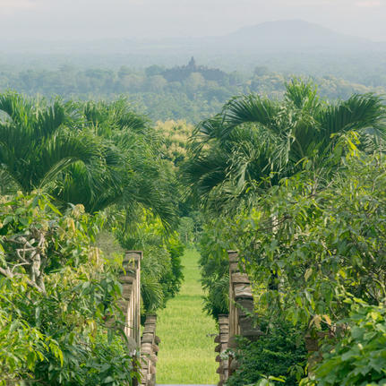 Lush green vineyard rows stretching towards misty mountains at Amanjiwo resort.
