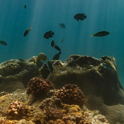 Underwater view of coral reef with small fish swimming above at Amankila.