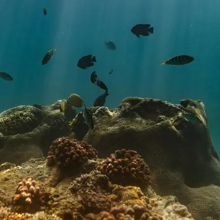 Amankila リゾートの水中景観。珊瑚礁と魚群が青い海に映える。