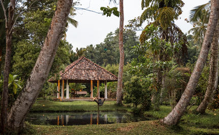 Wooden pavilion nestled amongst tall trees at Amangalla.