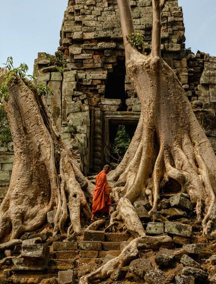 Buddhist monk in saffron robes standing within the roots of an ancient tree engulfing stone ruins at Amansara, Cambodia.