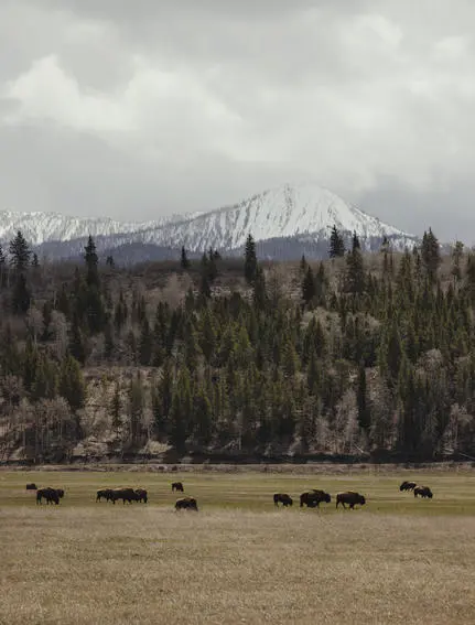 Bison graze across a meadow at Amangani with the snow-capped peaks of Grand Teton National Park in the distance.
