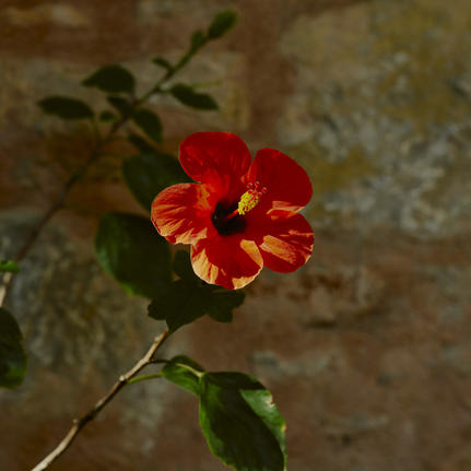 Red and orange flower blooming at Amanruya, Turkey resort.