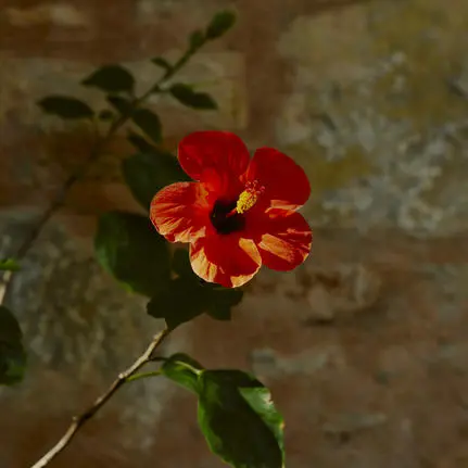 Red and orange flower blooming at Amanruya, Turkey resort.