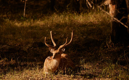 Sambar deer resting in golden light at Aman-i-Khas safari grounds.