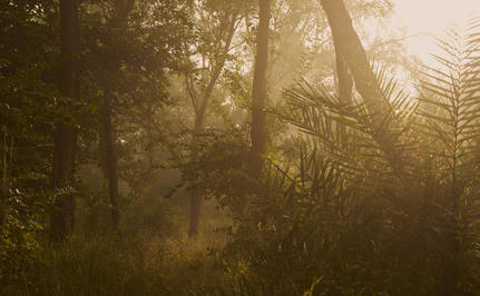 Sunlight filtering through dense forest canopy at Aman-i-Khás, creating a misty, golden atmosphere amongst the trees.