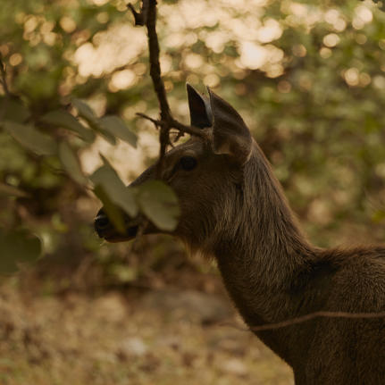 Deer grazing amongst trees at Aman-i-Khas, India.