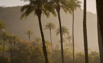 Palm trees rise through morning mist in Amanbagh's garden.