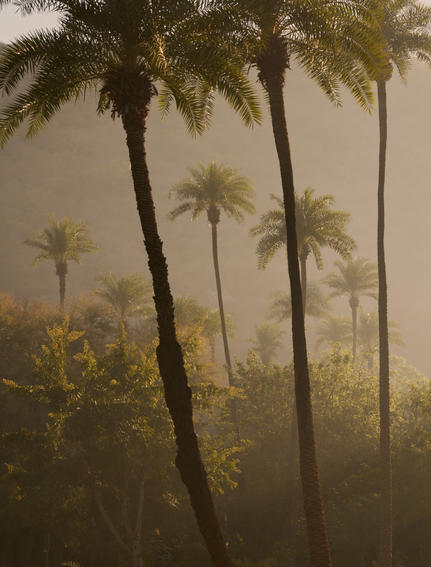 Tall palm trees rise through morning mist at Amanbagh, India.