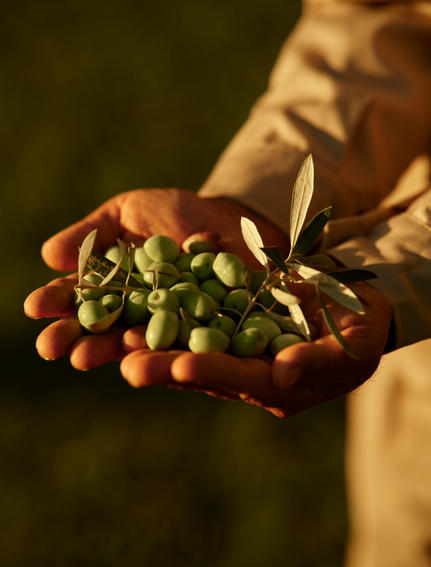 Hands holding freshly picked olives at Amanjena resort.