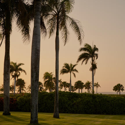 Tall palm trees casting long shadows across manicured grounds at Amanera resort at dusk.