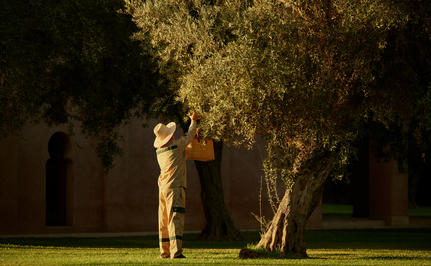 Gardener tending olive grove at Amanjena resort, Morocco, at dusk.