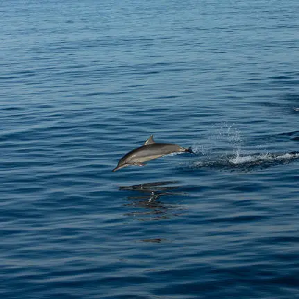 Dolphin swimming in clear blue waters near Amanwana, Sumbawa, Indonesia.