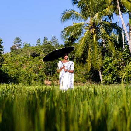 Worker in white clothing standing in a lush green tea plantation at Amangalla, Sri Lanka.