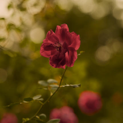 Red roses in bloom at Aman-i-Khas gardens, India.