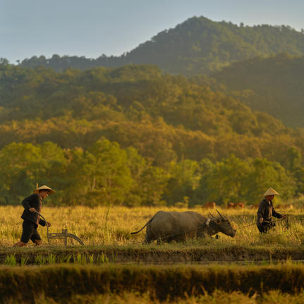Farmers and buffalo ploughing rice paddies in Laos at Amantaka, with forested mountains in the distance.