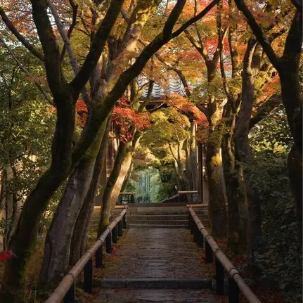 Wooden pathway beneath arching golden-leafed trees at Aman Kyoto resort.