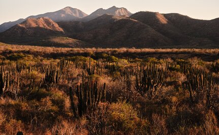 Guide-led desert hike through golden scrubland with mountains at Amanvari, Mexico.
