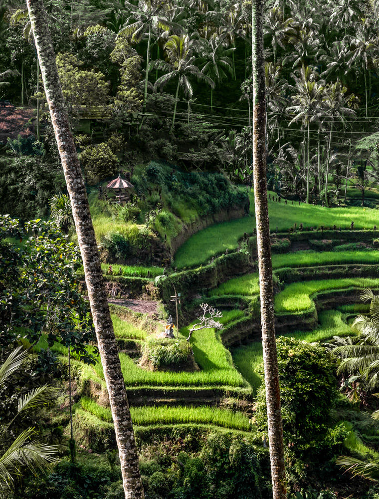 Amandari, Indonesia - Rice Fields
