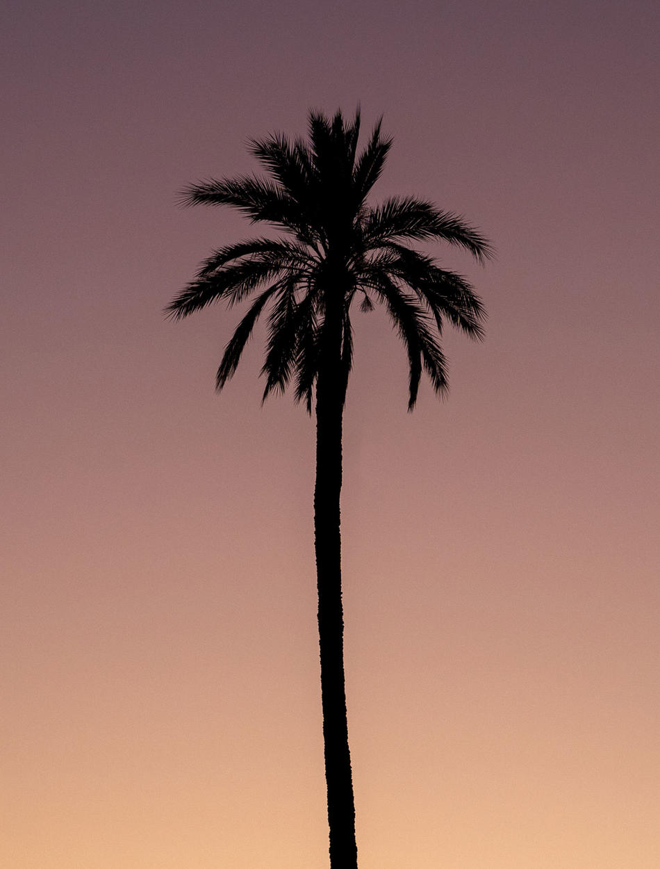 Amanjena, Marrakech - Palm Tree, Sunset
